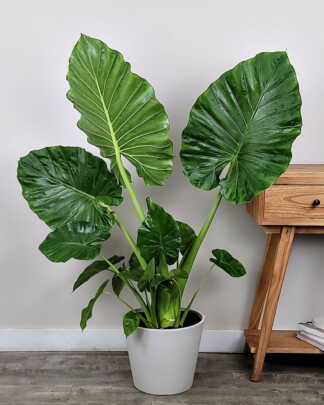Alocasia Calidora