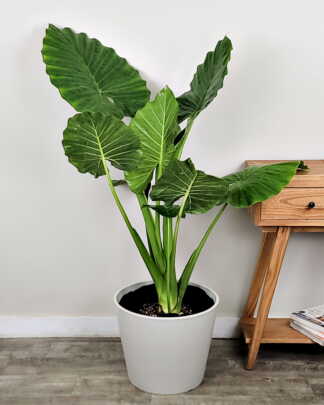 Alocasia Calidora