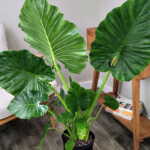 Alocasia Calidora