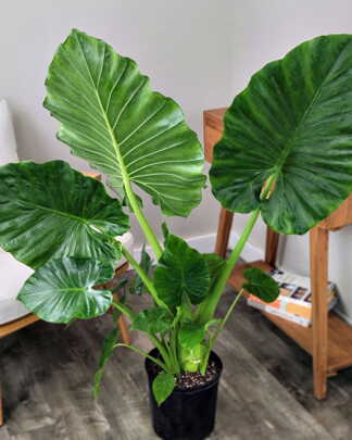 Alocasia Calidora