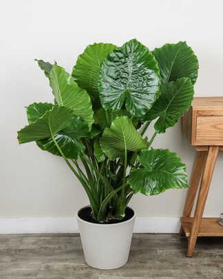Alocasia California