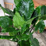 Alocasia California