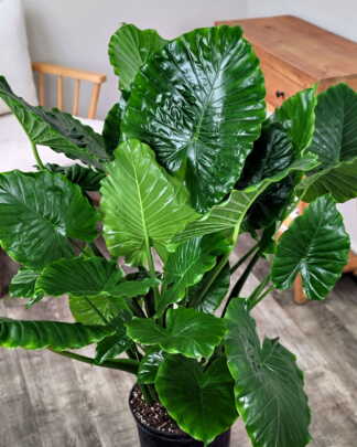 Alocasia California