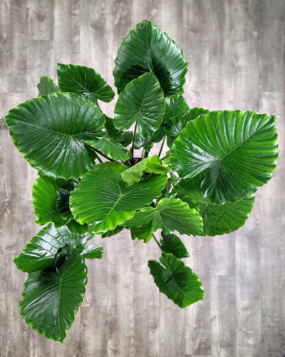 Alocasia California