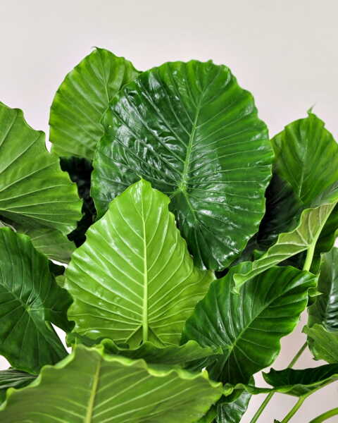 Foliage Foliage