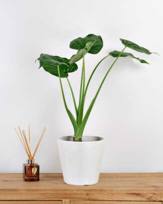 Alocasia Cucullata