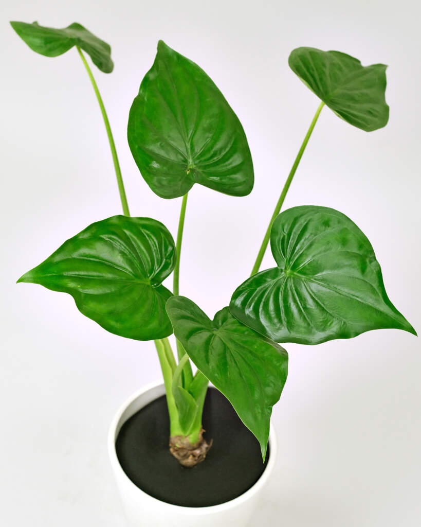 Alocasia Cucullata Pflege