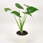 Alocasia Cucullata