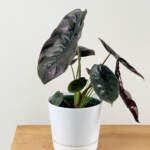 alocasia cuprea