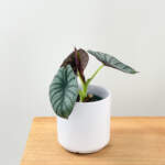 Alocasia Dragon Scale