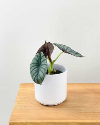 Alocasia Dragon Scale