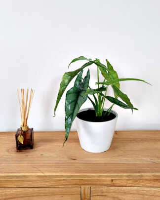 Alocasia Dragon's Breath