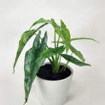 Alocasia Dragon's Breath