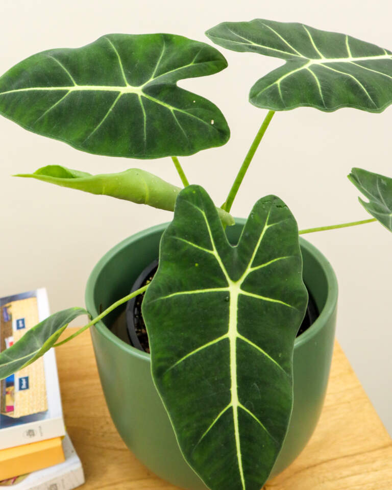 Alocasia micholitziana �Frydek�, Green Velvet Elephant Ear