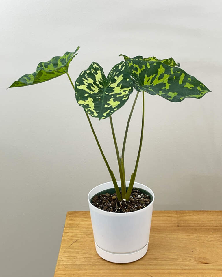 Colocasia x Alocasia Hilo Beauty, Variegated Elephant Ear, 6873 | Rare plant nursery - Top Tropicals