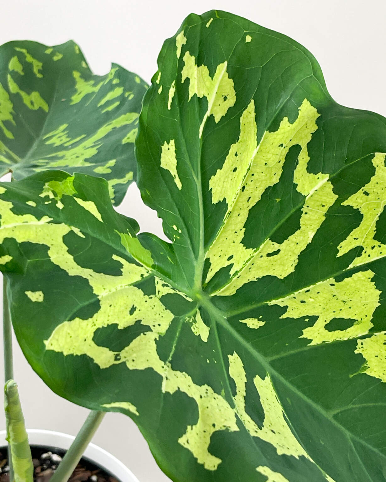 Alocasia ‘Hilo Beauty’ PlantVine