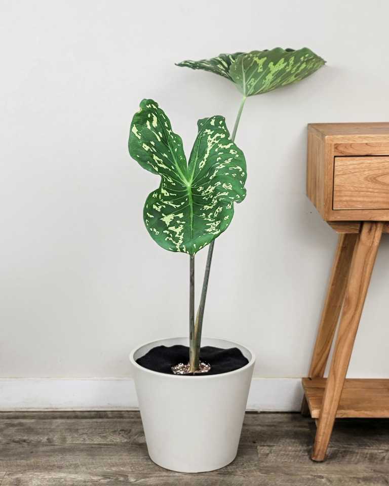Hilo Beauty Elephant Ear (Alocasia) – Live Starter Plant In 3" Pot – Wellspring Gardens - View #3