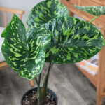 Alocasia Hilo Beauty