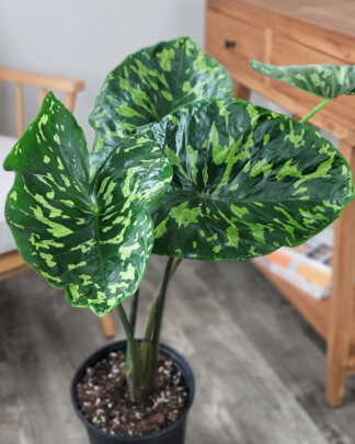 Alocasia Hilo Beauty
