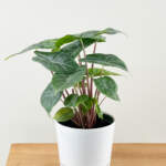 alocasia ivory coast