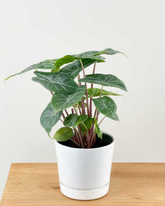 alocasia ivory coast