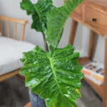 Alocasia Low Rider