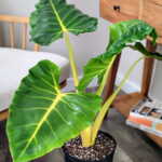 Alocasia Lutea