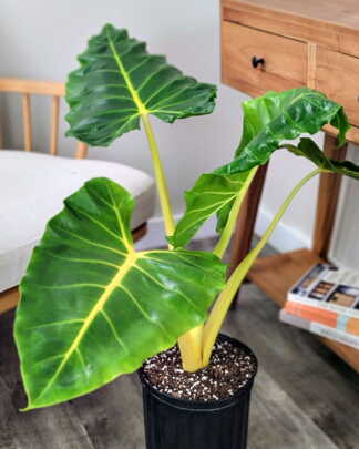 Alocasia Lutea