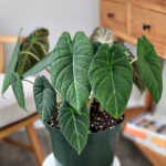 Alocasia Maharani