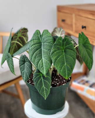Alocasia Maharani