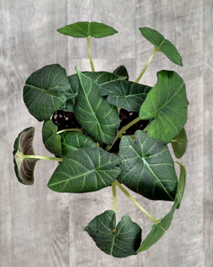 Alocasia maharani