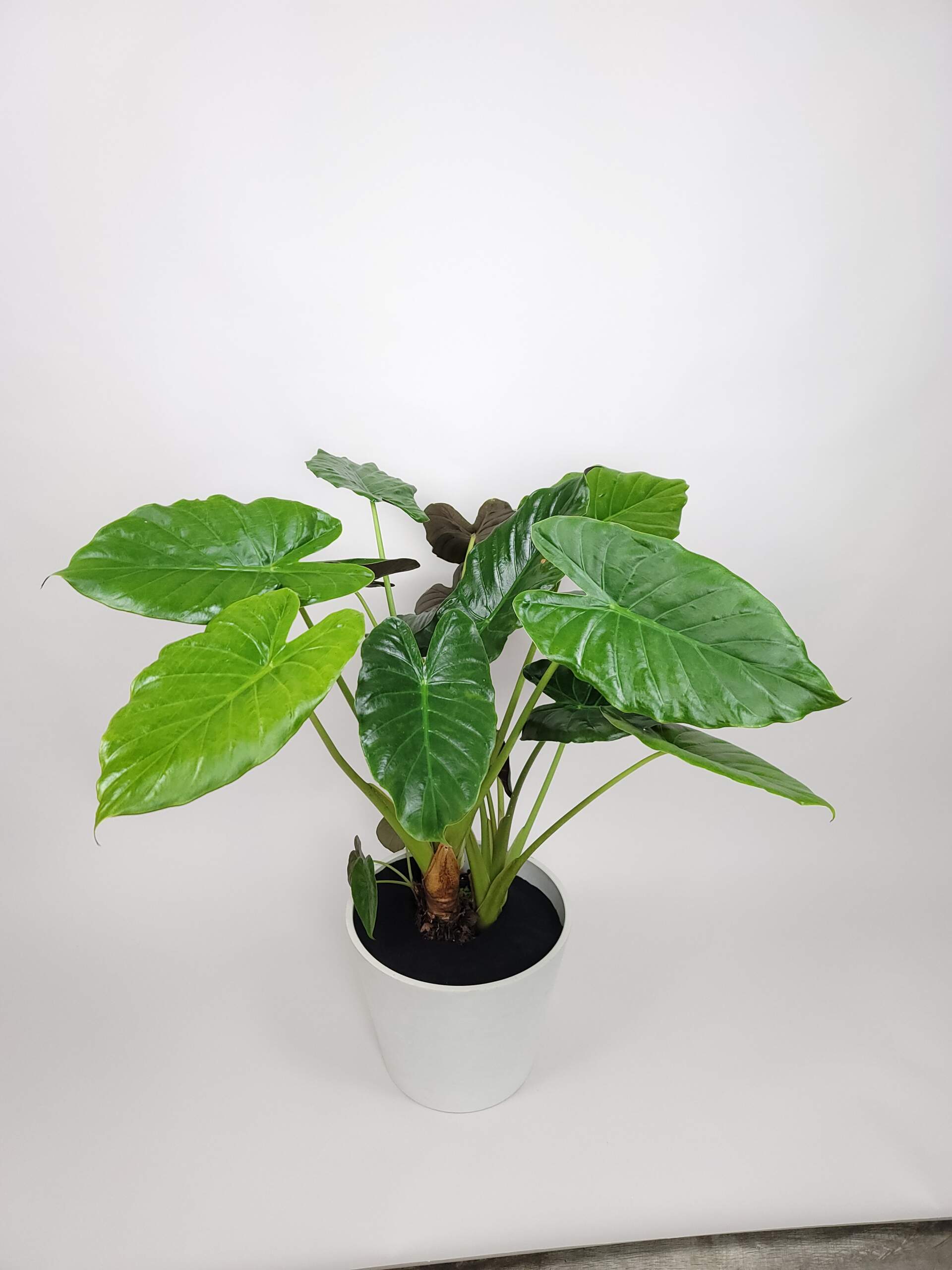 Alocasia Mayan Mask