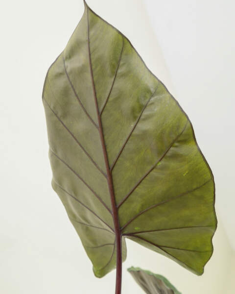 Foliage Underleaf Foliage Underleaf