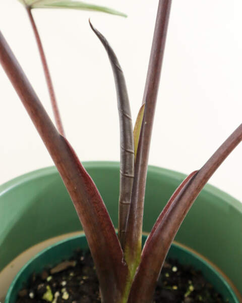 Foliage Foliage