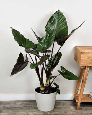 Alocasia Metalhead