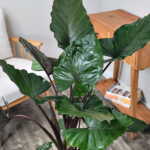 Alocasia Metalhead