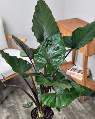 Alocasia Metalhead