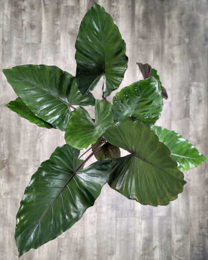Alocasia Metalhead