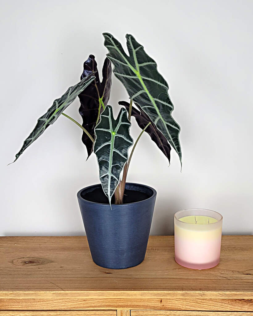 Alocasia amazonica 'Polly', African Mask Elephant Ear