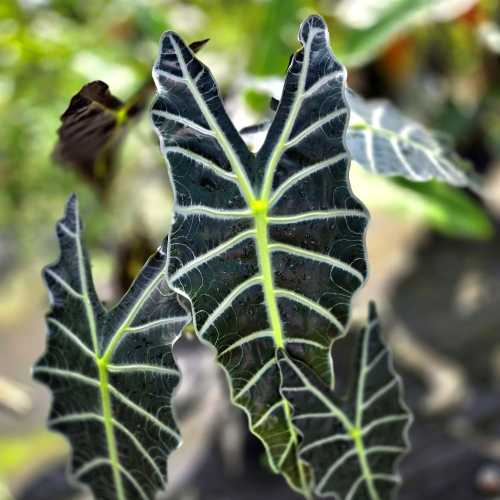 Alocasia Polly 3 500