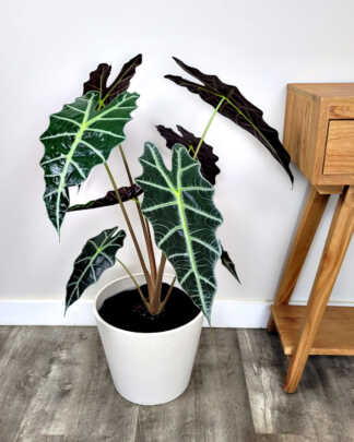 Alocasia Polly