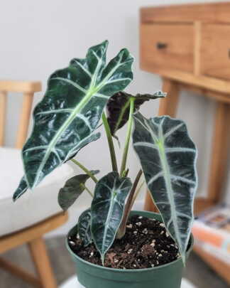 Alocasia Polly