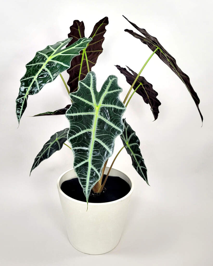 Alocasia amazonica 'Polly'