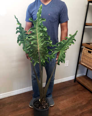 alocasia portei