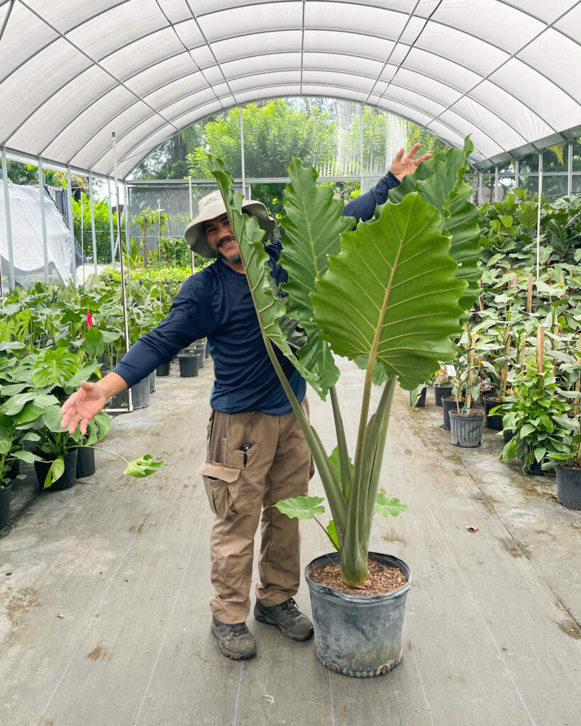 Alocasia Portora
