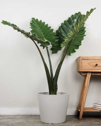 Alocasia Portora