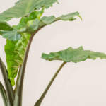 alocasia portora
