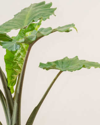 alocasia portora