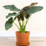 alocasia regal shields large