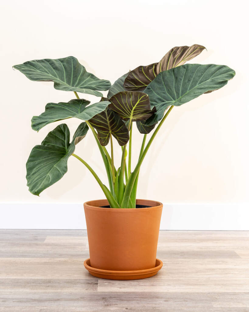 Order Alocasia 'Regal Shields', Elephant Ear Plant Online